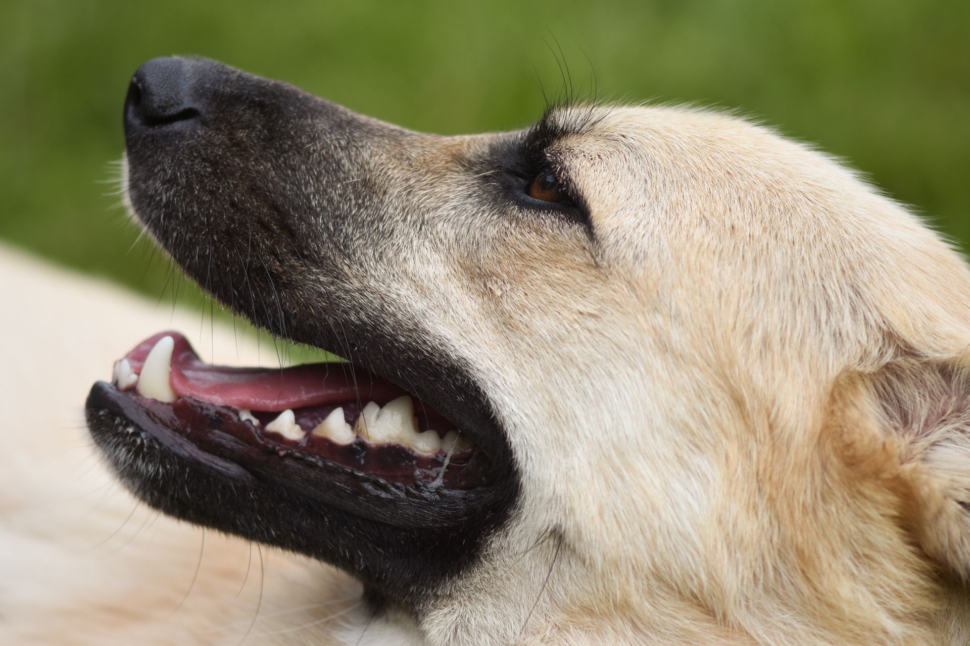 Gros plan de profil d'un chien au pelage crème et au museau noir, gueule entrouverte laissant voir ses dents blanches et sa langue rose, sur un fond d'herbe verte floue