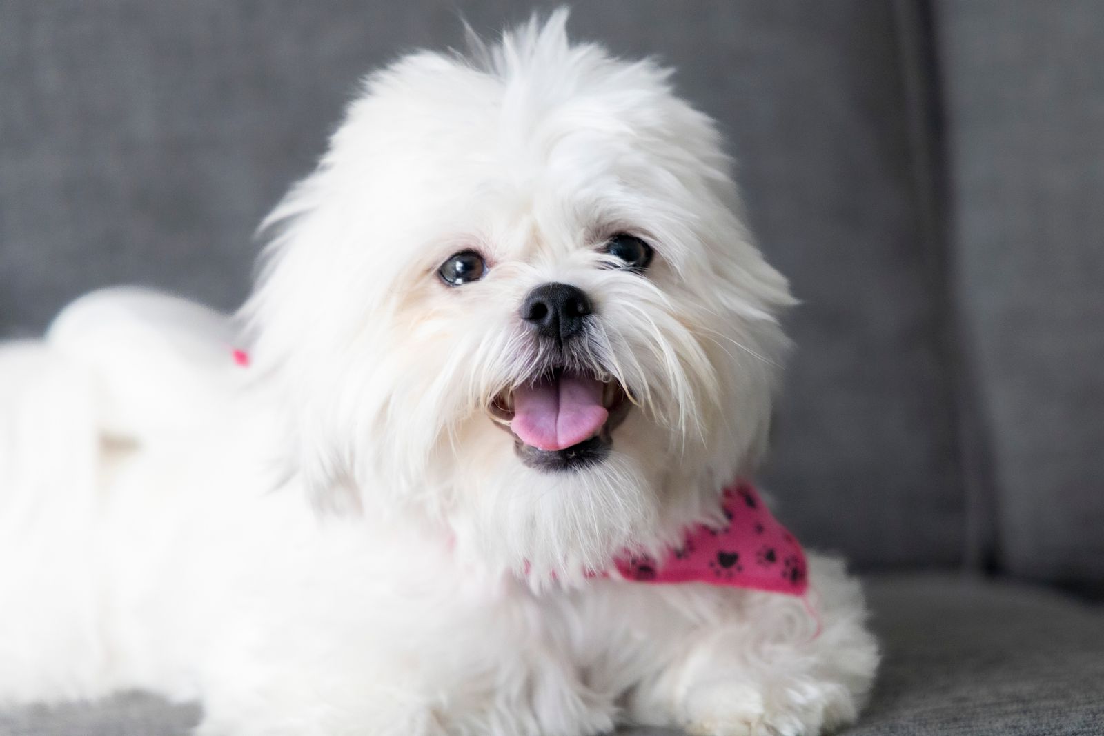 Gros plan sur un petit chien blanc de type bichon maltais, couché sur un canapé gris, la truffe noire, les yeux sombres, la langue rose sortie et un foulard rose à motifs sombres autour du cou