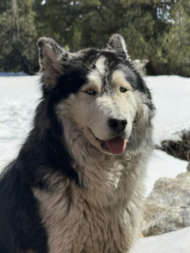 Husky sibérien assis dans la neige, langue sortie : l’épais poil gris et blanc de ce chien nordique l’aide à supporter le froid