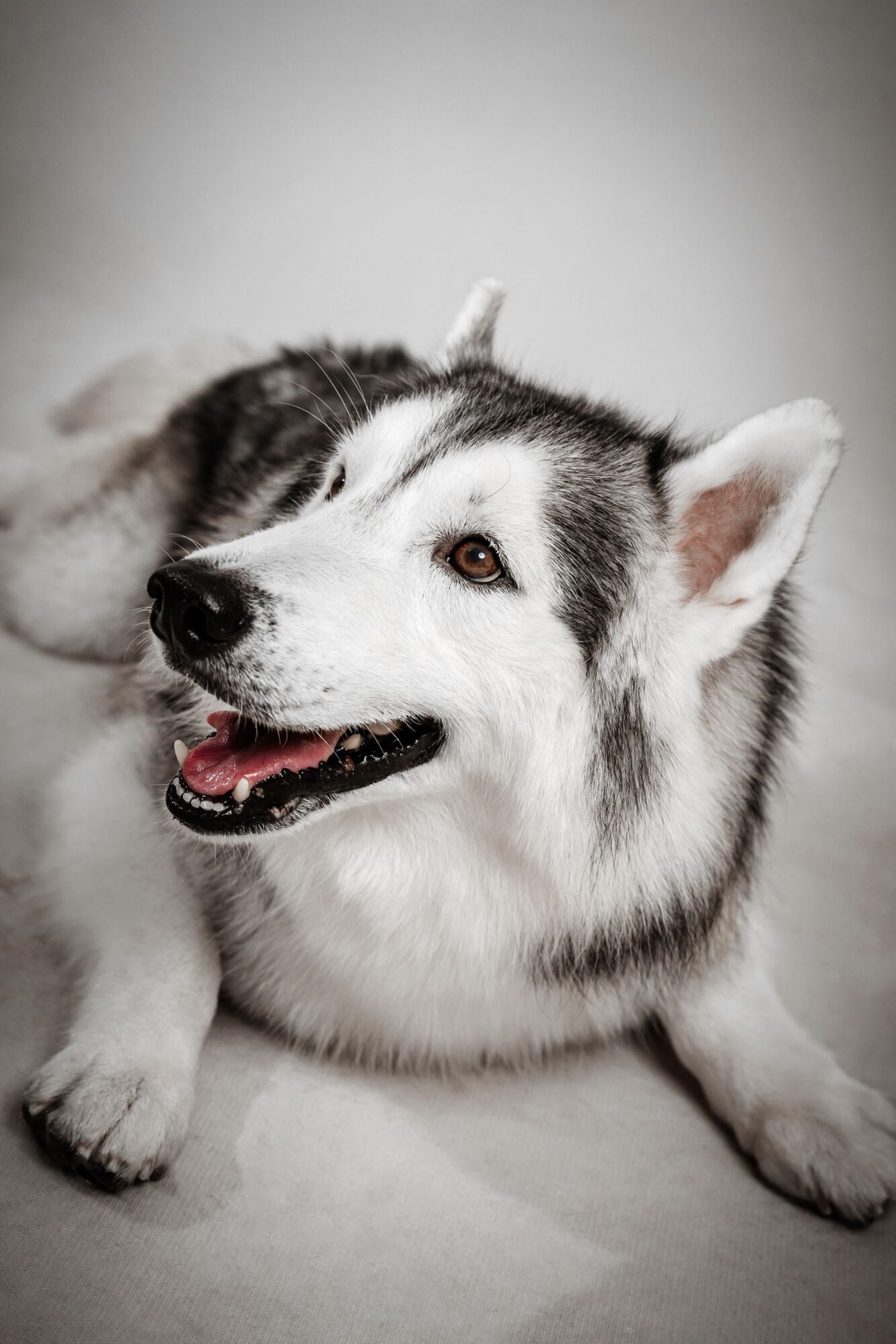 Husky gris et blanc à l'œil marron, couché, la langue légèrement sortie