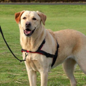 Harnais anti-traction noir Lead'n'Walk Soft pour chien, avec anneau d'attache sur le poitrail et bandes réfléchissantes