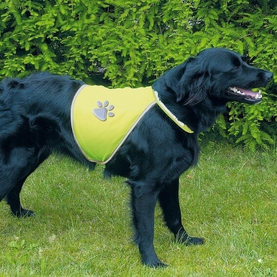 Gilet de sécurité jaune pour chien avec bandes réfléchissantes à motif d'empreintes de pattes