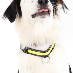 Collier lumineux LED jaune Zolia Mcfly pour chien, avec anneau pour la laisse