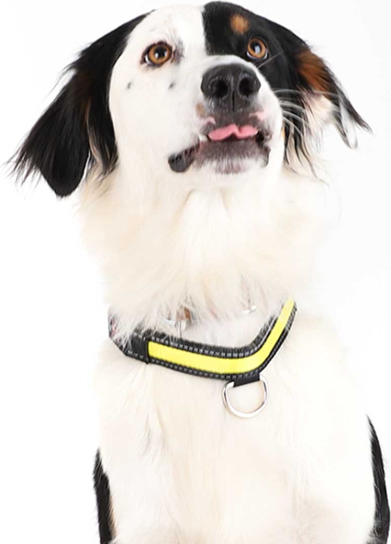 Collier lumineux LED jaune Zolia Mcfly pour chien