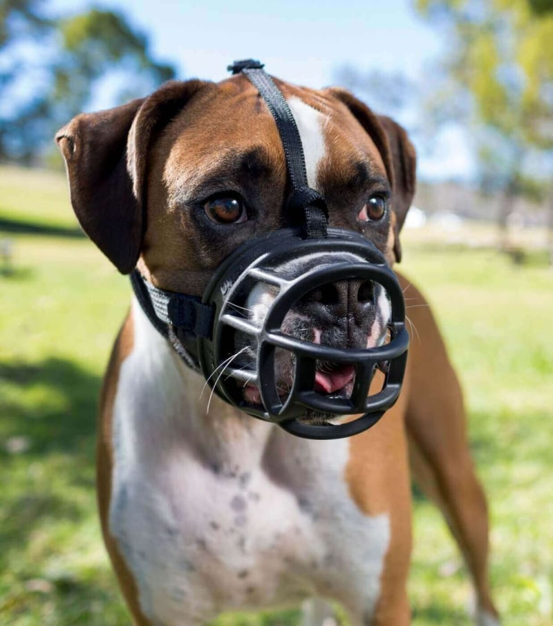 Muselière panier noire Baskerville Ultra pour chien, en plastique thermoformable avec sangles