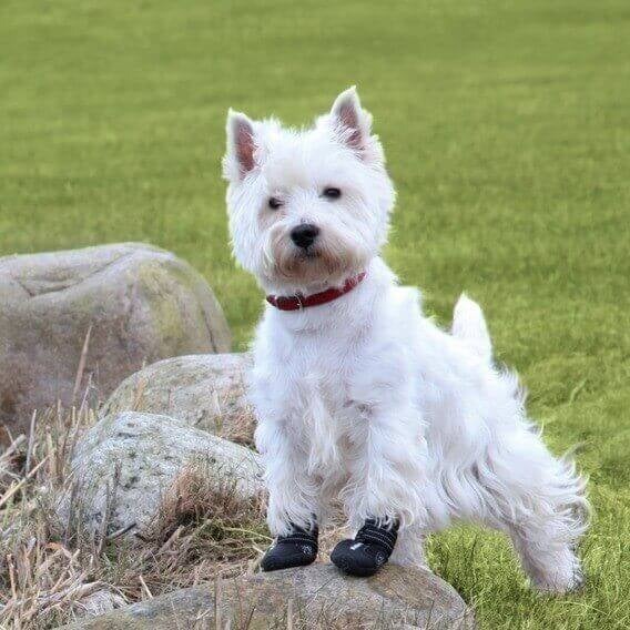 Bottines noires Walker Active pour chien avec semelle en caoutchouc et velcros réfléchissants