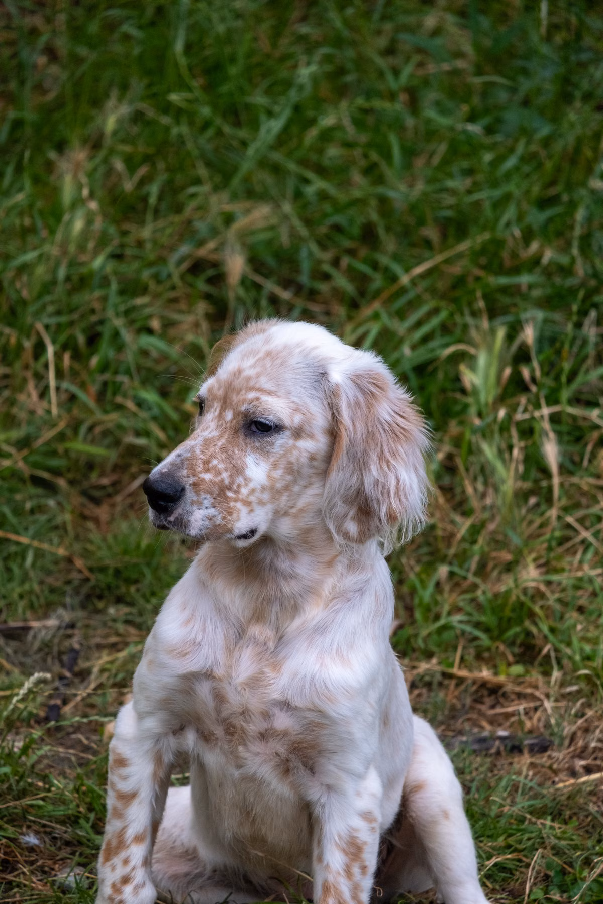 Jeune setter anglais au poil doux assis dans l'herbe, l'air curieux