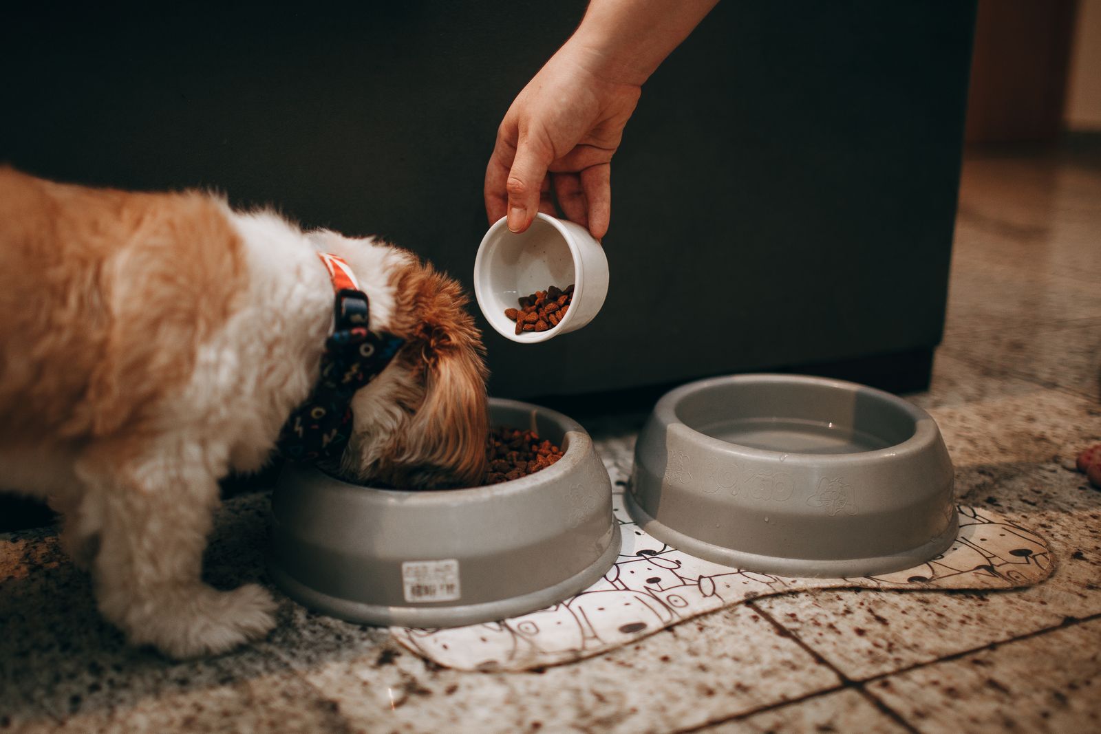 Petit chien blanc et roux, la tête dans une gamelle grise, pendant qu'une main verse des croquettes avec un petit pot blanc ; une seconde gamelle grise est posée à droite sur un sol carrelé
