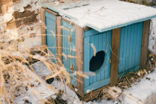 Petite niche en bois bleue recouverte de neige dans un jardin