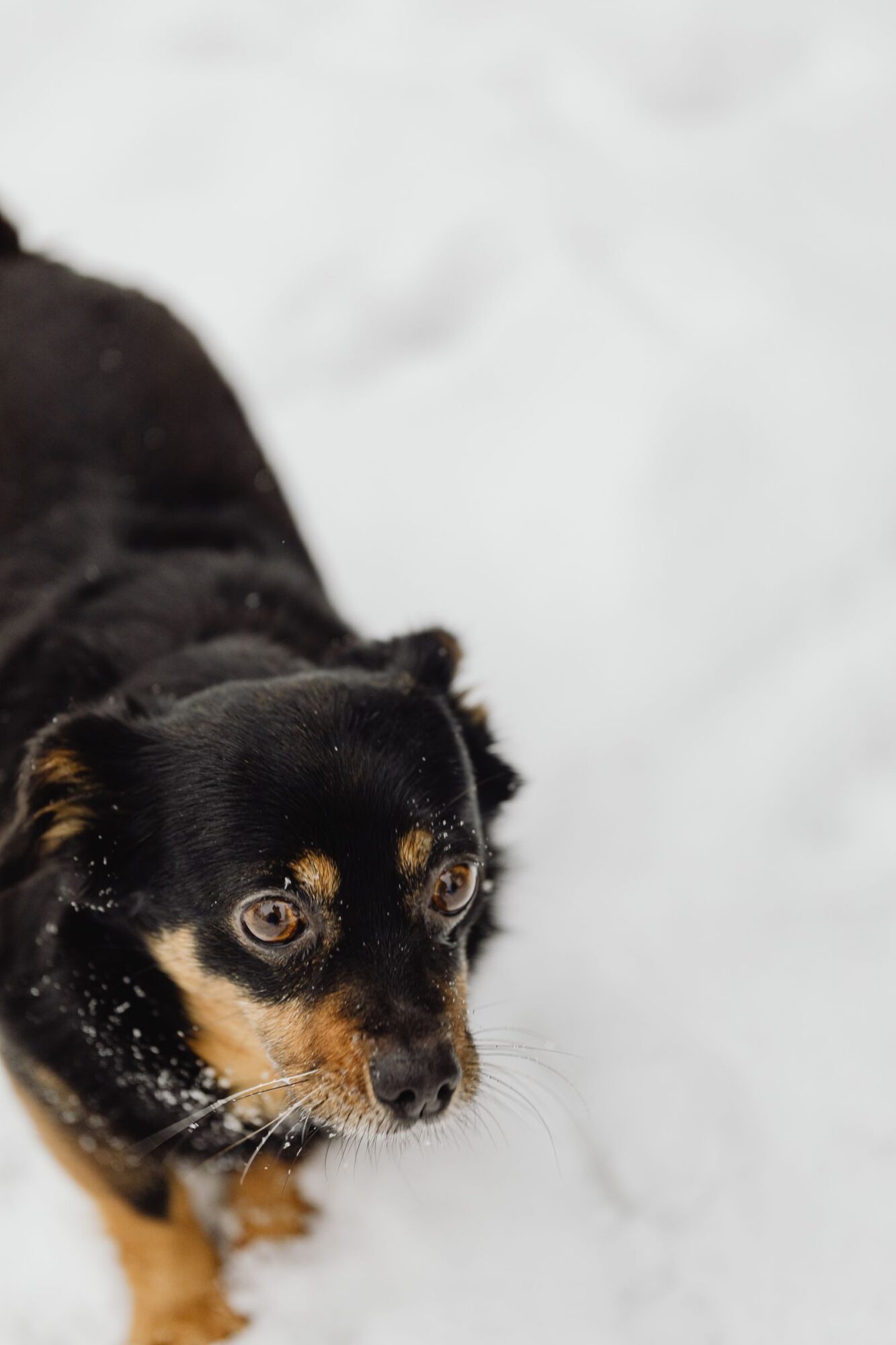 Petit chien noir et feu debout dans la neige, vu de dessus