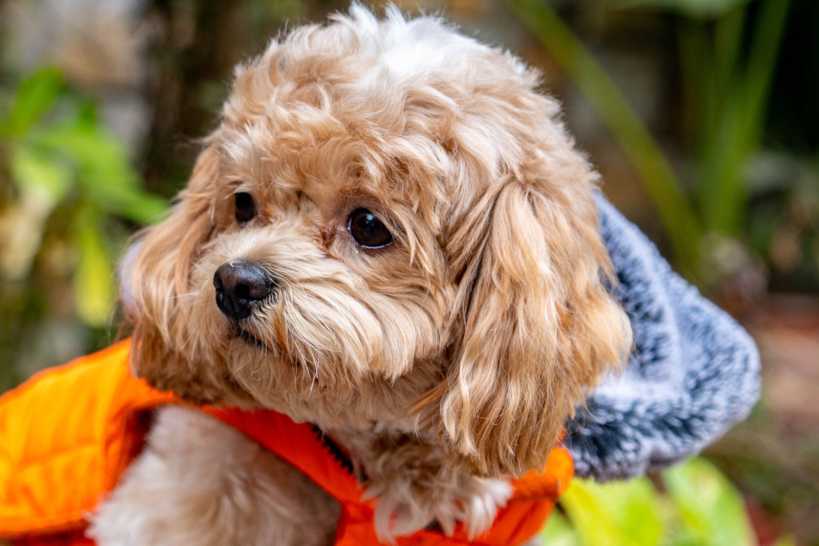 Petit chien au poil clair et bouclé qui porte un manteau orange