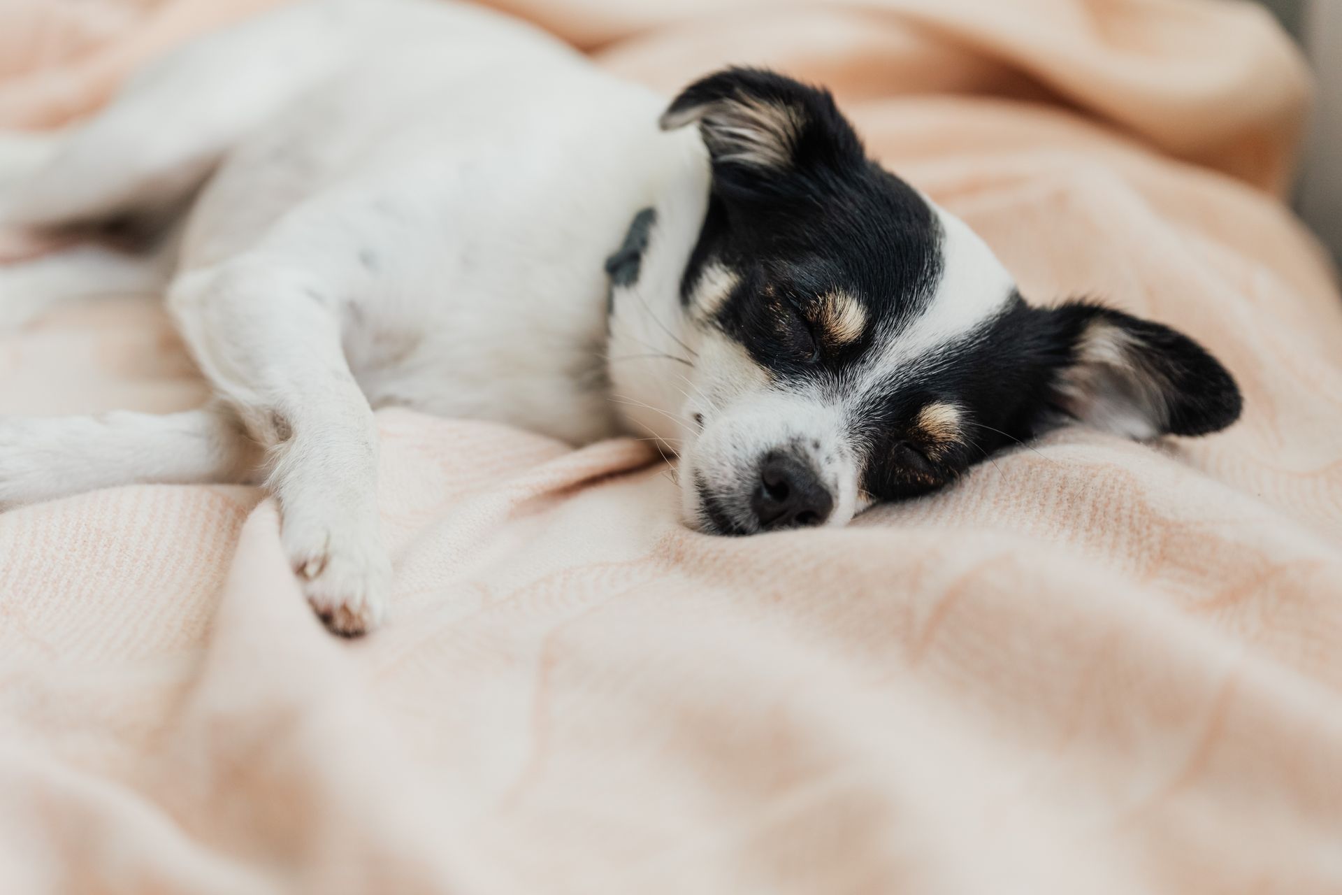Petit chien blanc à la tête noire, avec des marques feu au-dessus des yeux, couché sur le flanc et endormi sur une couverture rose pâle, les yeux fermés