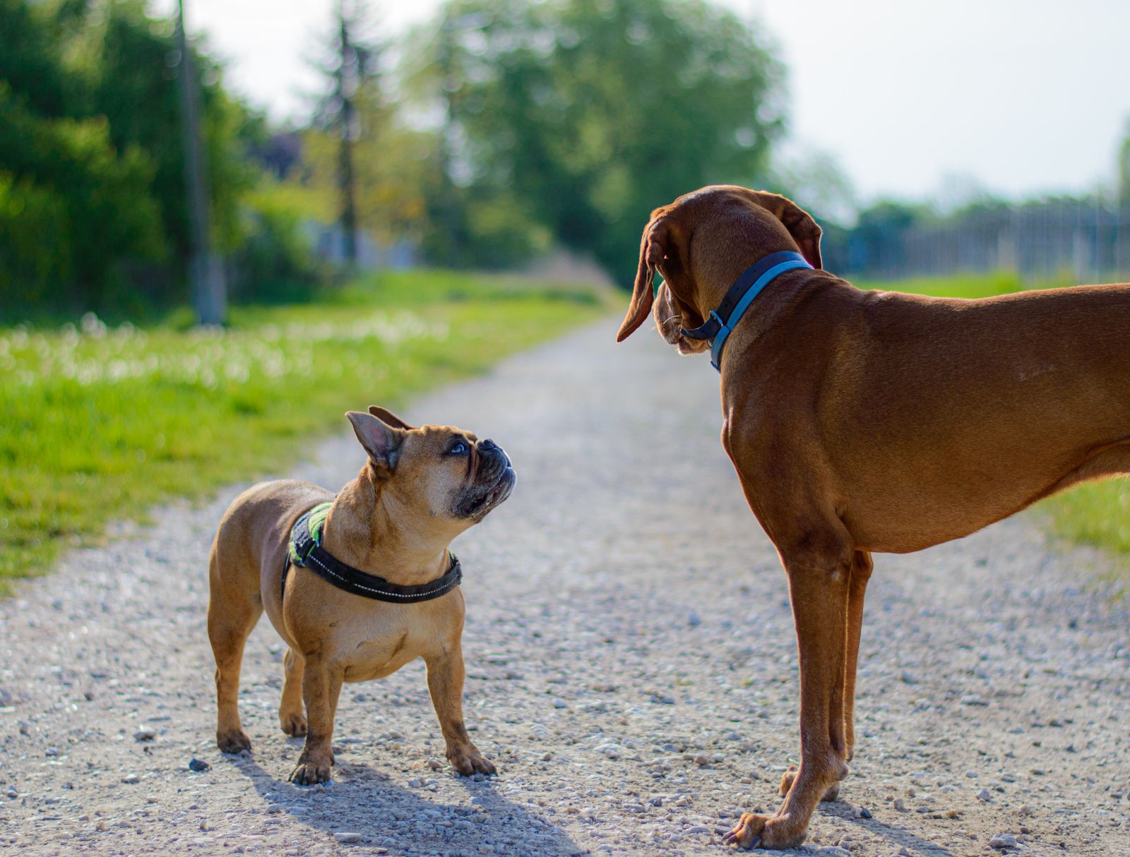 Petit chien beige au museau court et aux grandes oreilles, avec un harnais noir, qui lève la tête vers un grand chien brun roux au collier bleu, sur un chemin de gravier