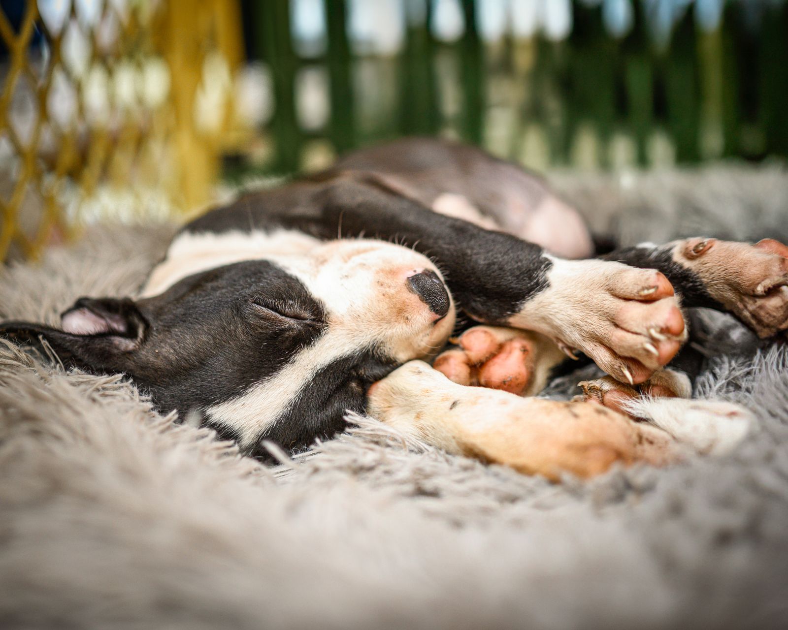 Petit chien noir et blanc profondément endormi, couché sur le flanc, les pattes repliées et les coussinets roses visibles, sur un coussin gris à longs poils devant un grillage