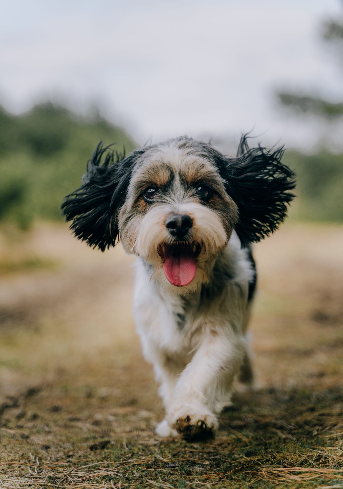 Petit chien gris, noir et blanc qui court sur un chemin de terre en regardant l'objectif, les oreilles au vent