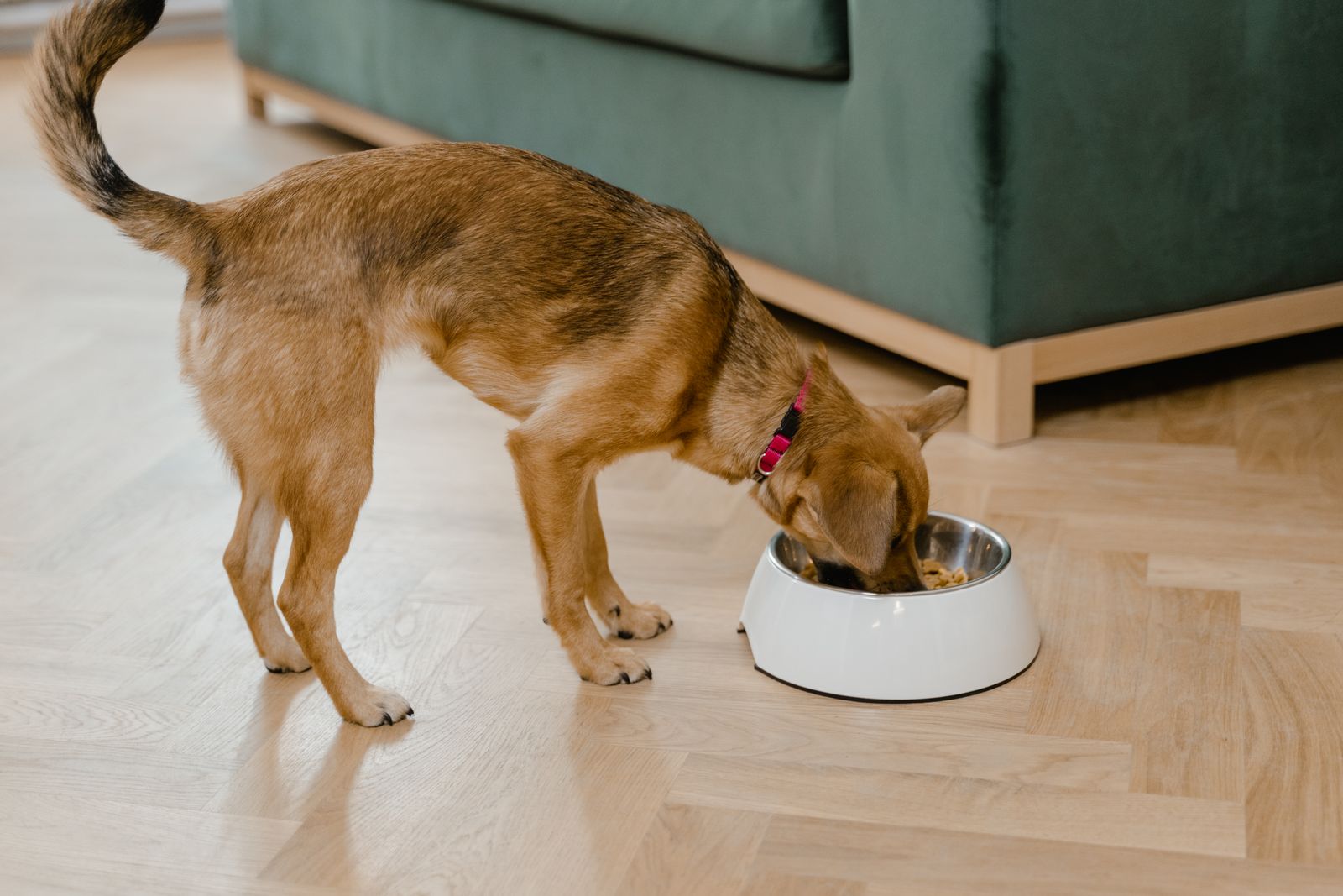 Petit chien brun roux, au collier rouge et à la queue enroulée, qui mange dans un bol blanc posé sur un parquet clair, devant un canapé vert