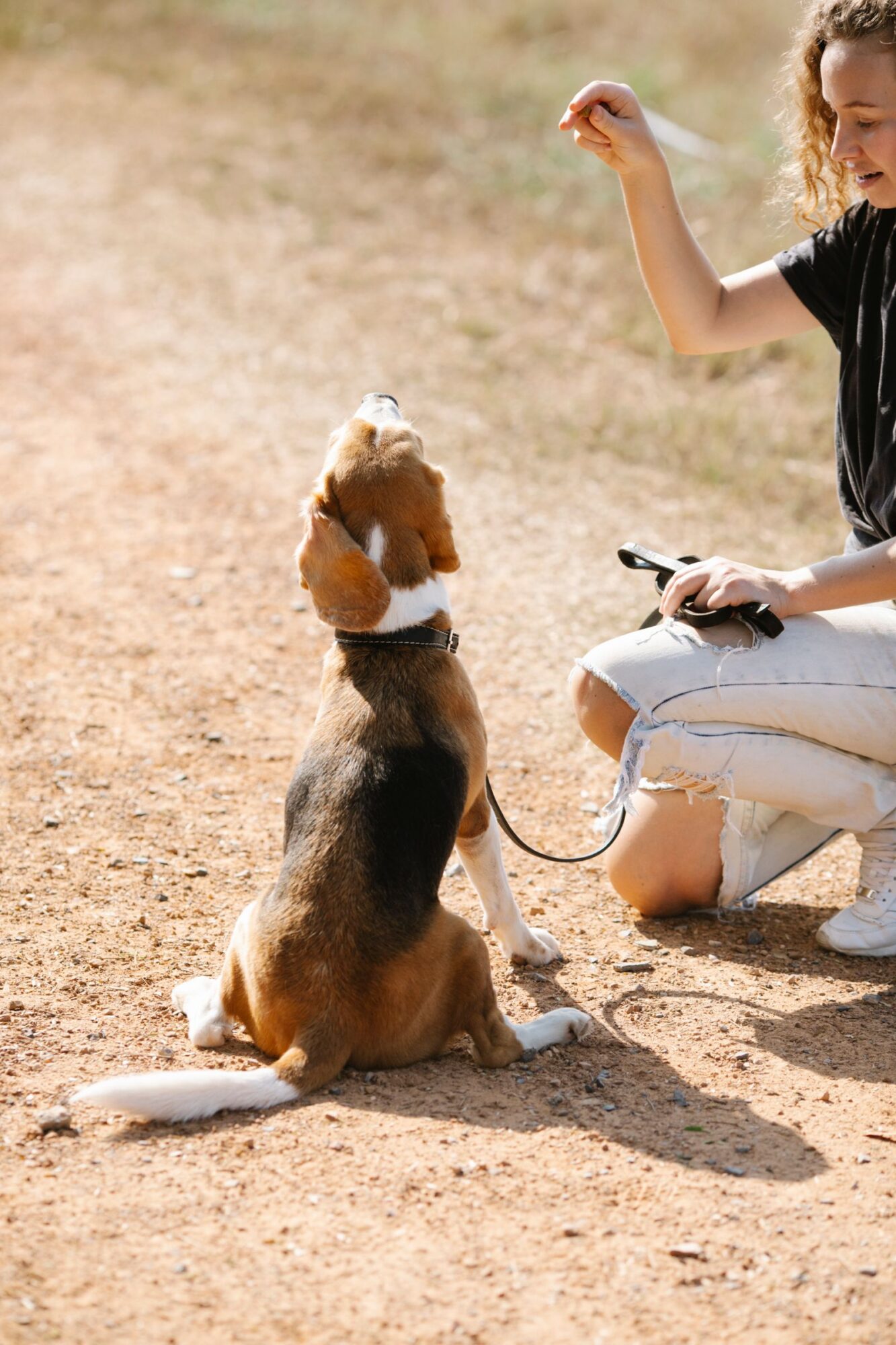 Beagle assis qui regarde sa maîtresse accroupie, la main levée au-dessus de lui, pendant une séance d'éducation
