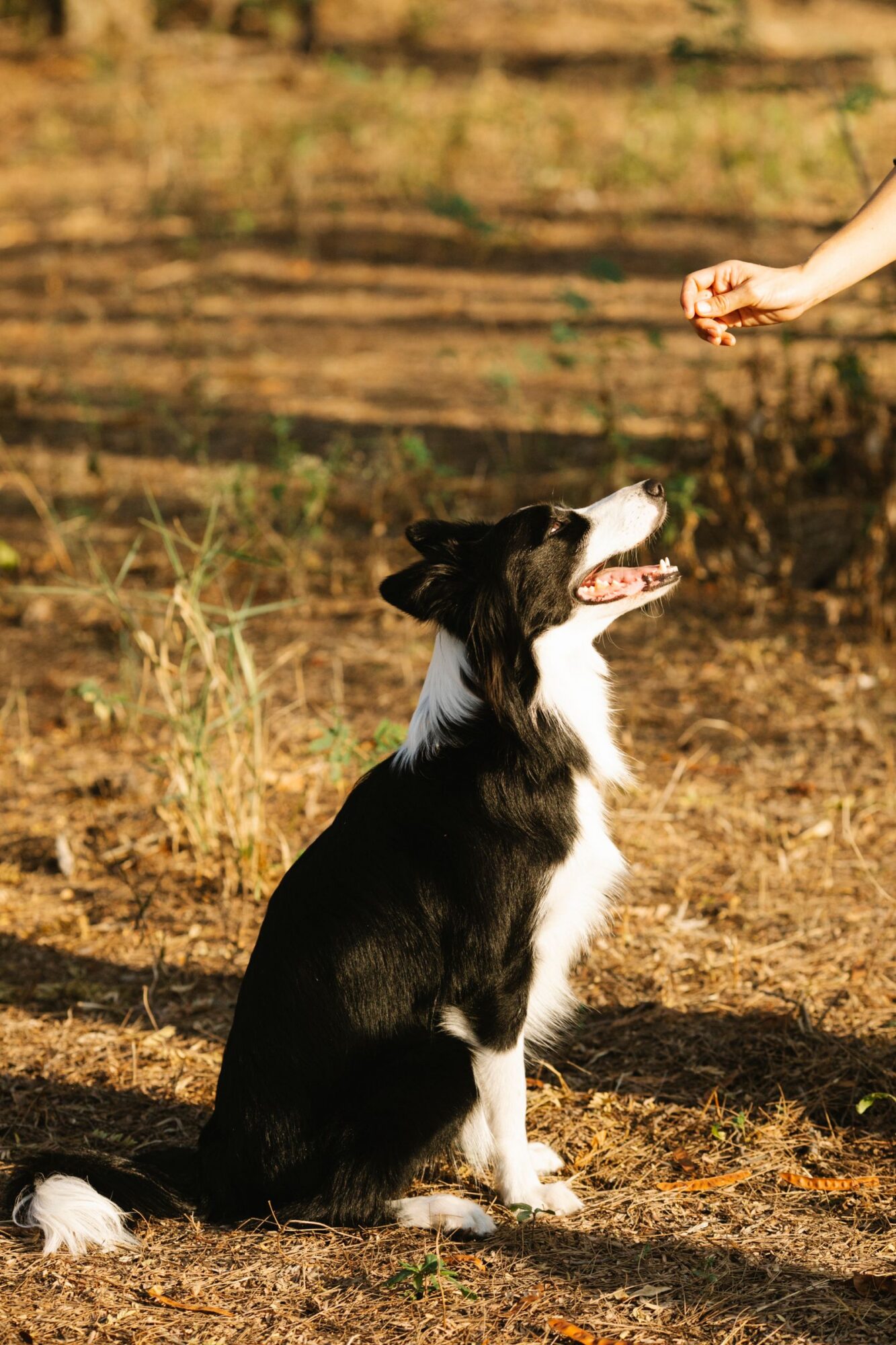 Border collie noir et blanc assis qui regarde une main tendue au-dessus de lui