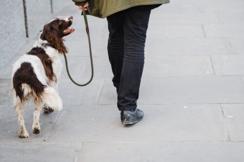 Épagneul blanc et marron en laisse qui marche à côté de son maître sur un trottoir, la tête tournée vers lui