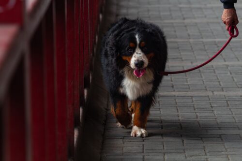 Bouvier bernois tenu en laisse qui marche tranquillement sur un chemin pavé : rester sur les chemins limite les rencontres avec les tiques