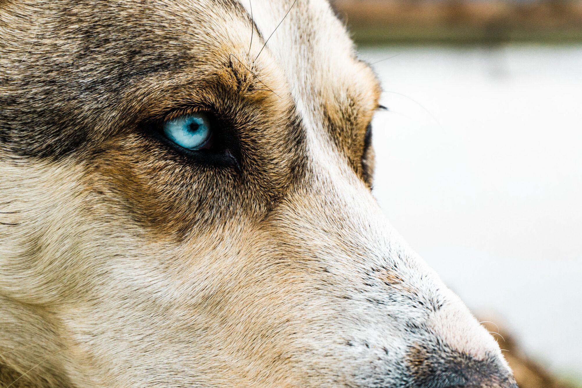 Gros plan sur l’œil bleu d’un chien à la robe fauve et noire
