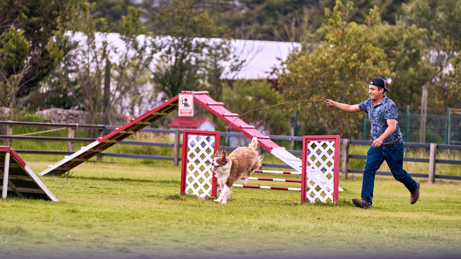 Maître qui court à côté de son chien sur un parcours d’agility, avec une palissade et des haies sur une pelouse