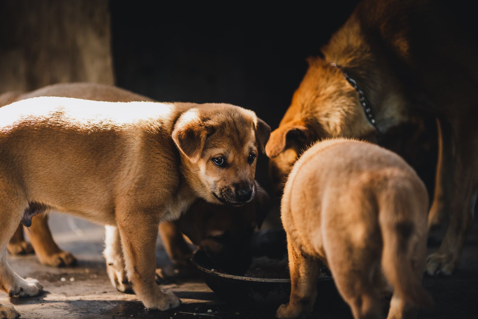 Trois chiots au poil sable et un chien adulte au poil roux serrés autour d'une gamelle sombre posée au sol, dans la pénombre, un chiot au premier plan regardant vers l'objectif