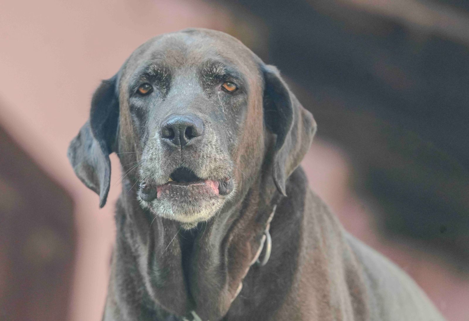 Gros plan sur un chien brun foncé au museau grisonnant, aux yeux ambrés et au collier clair, qui regarde l'objectif devant un fond flou rose