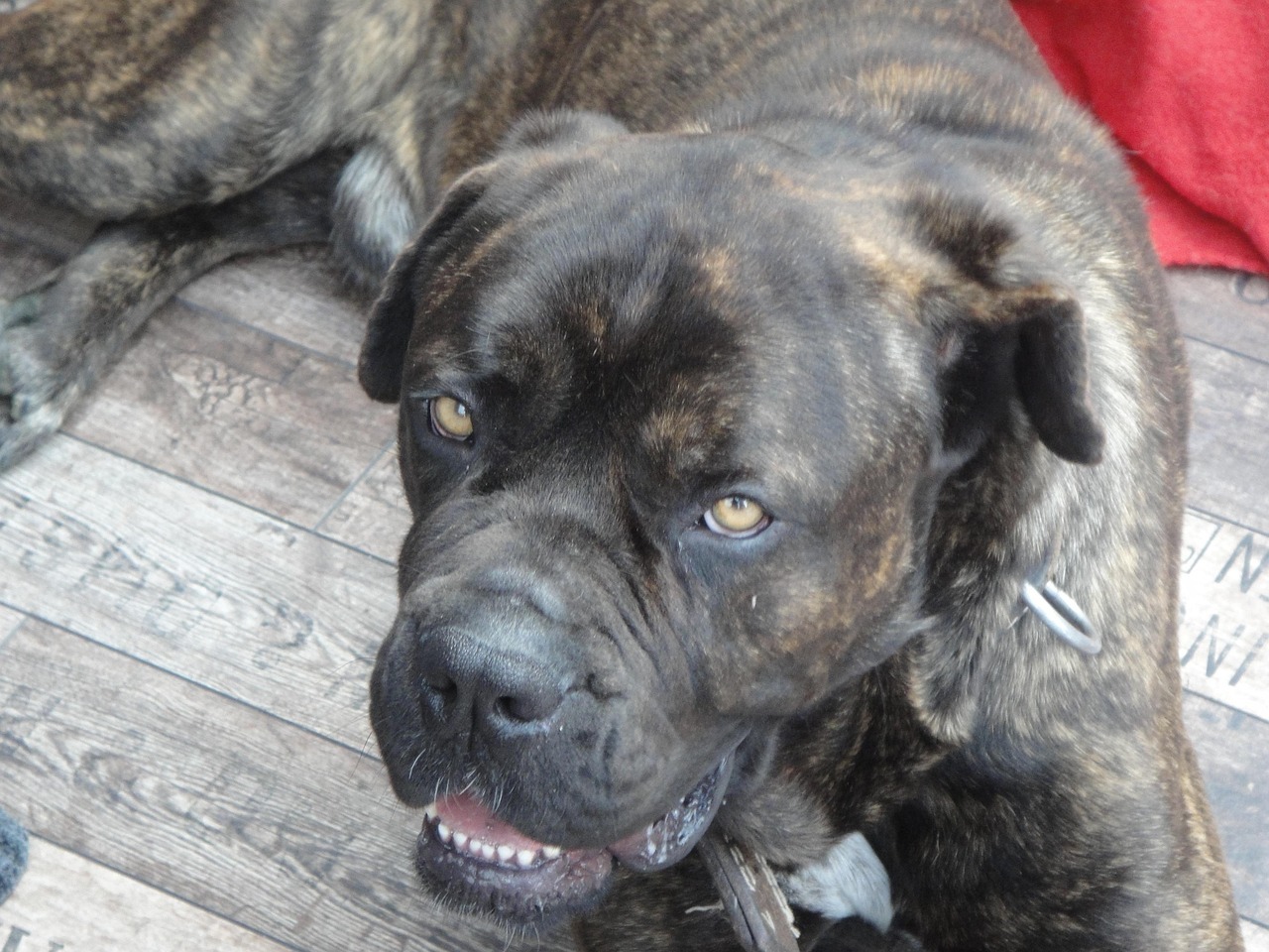 Gros plan sur la tête d'un Cane Corso à la robe bringée dans des tons bruns, allongé sur un plancher en bois.