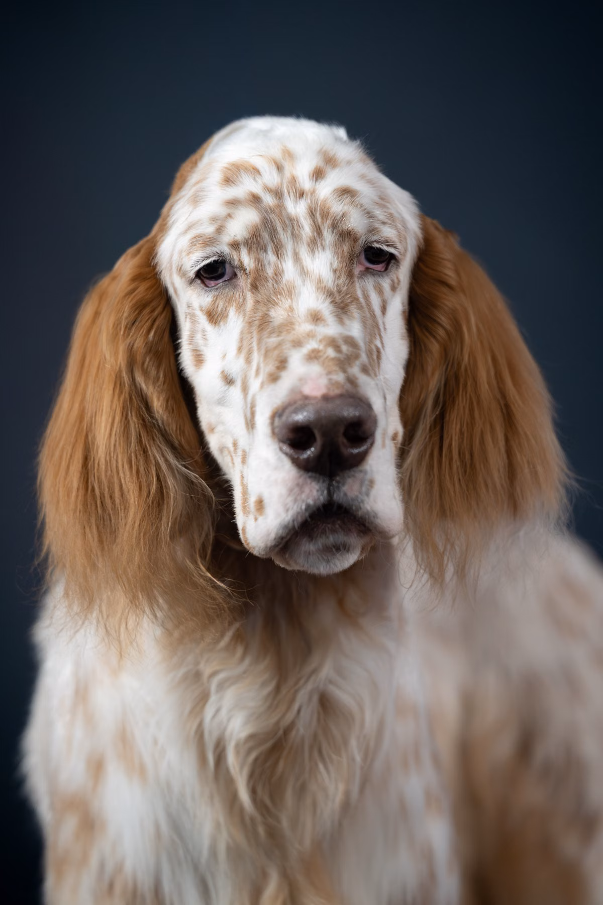 Portrait en gros plan d'un setter anglais blanc aux longues oreilles orangées, à l'expression douce, sur un fond sombre