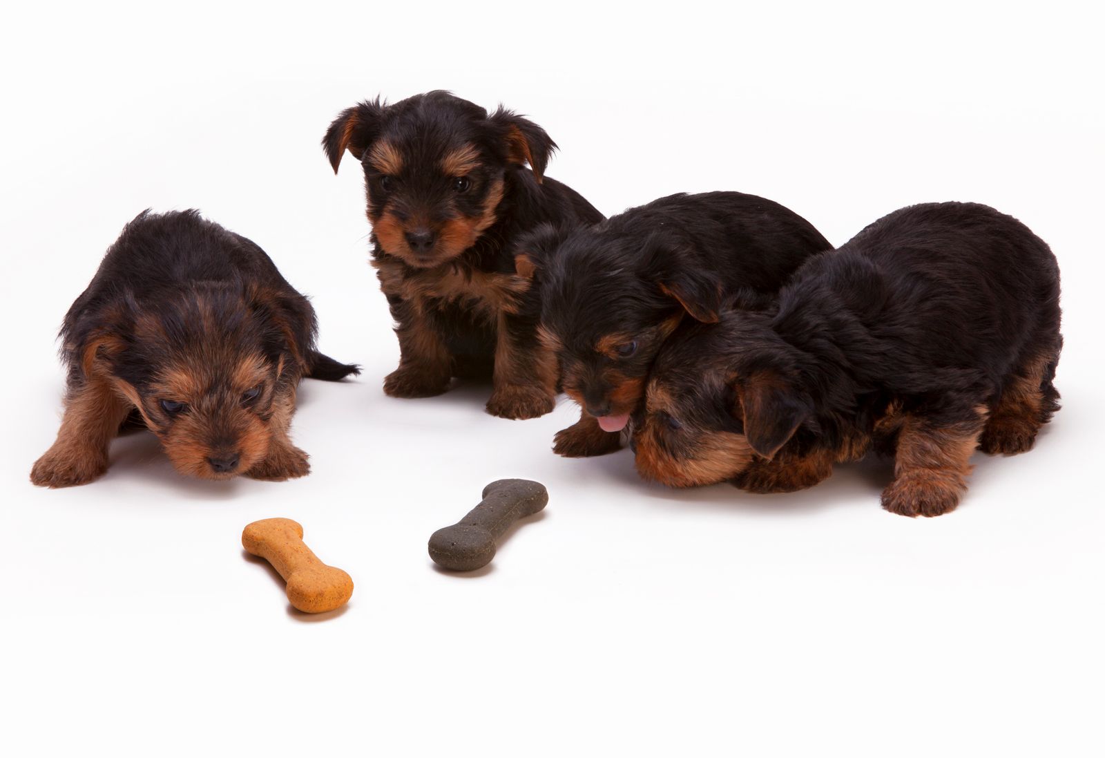 Quatre chiots de type yorkshire, au poil brun foncé et feu, serrés les uns contre les autres sur un fond blanc, devant deux petits biscuits en forme d'os, l'un orangé et l'autre gris