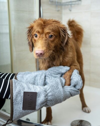 Chien roux dont une personne sèche les pattes avec un gant-serviette gris