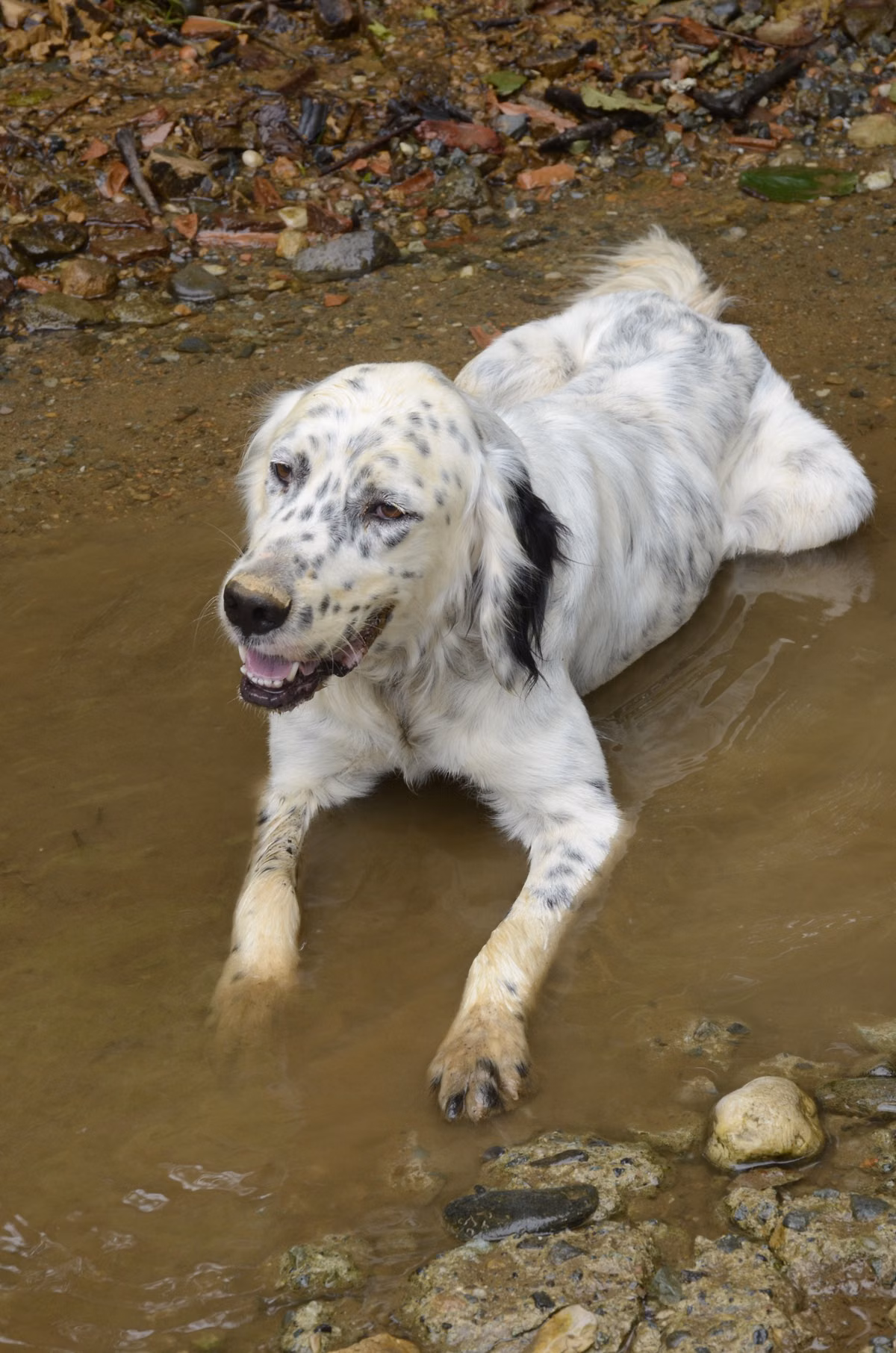 Setter anglais à la robe mouchetée qui se rafraîchit dans une flaque de boue, en pleine nature