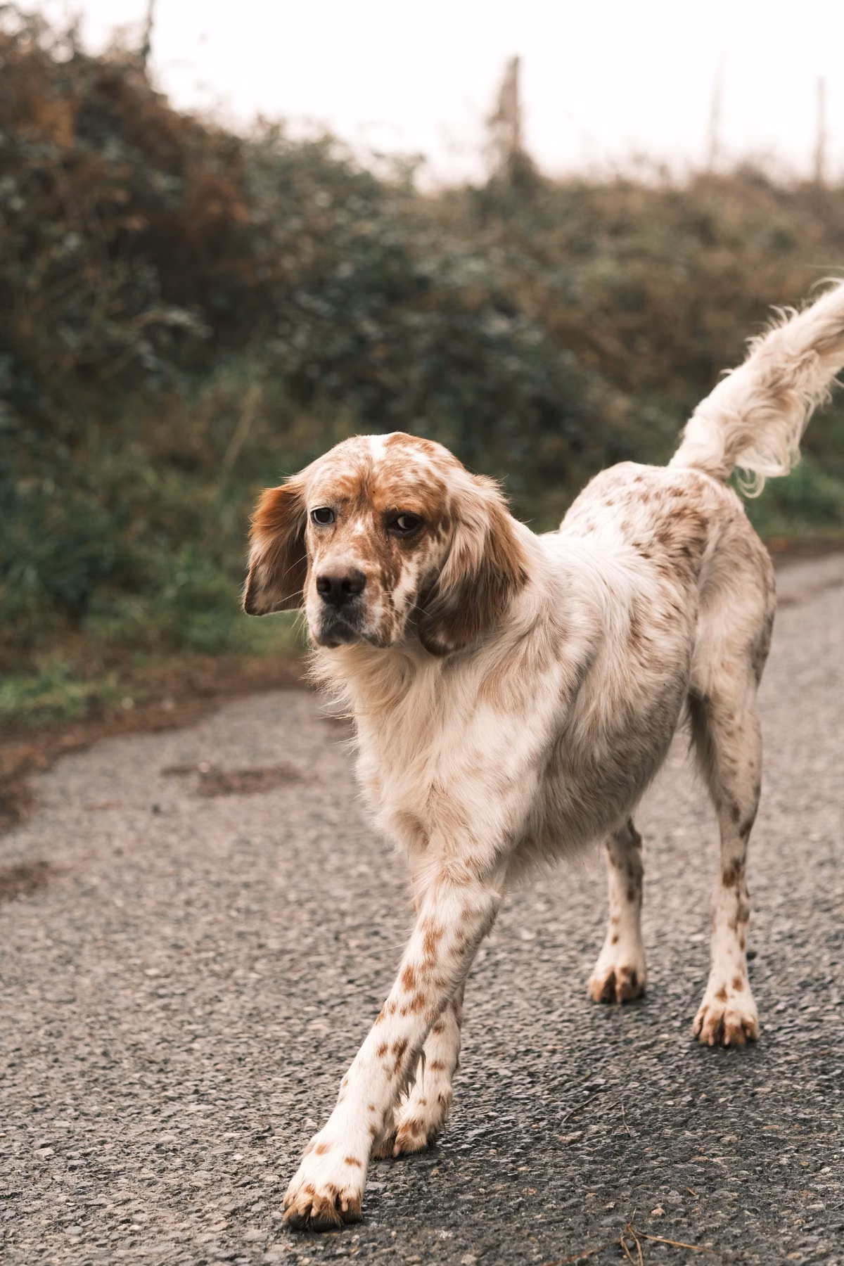 Setter anglais qui marche d'un pas assuré sur une petite route de campagne entourée de verdure