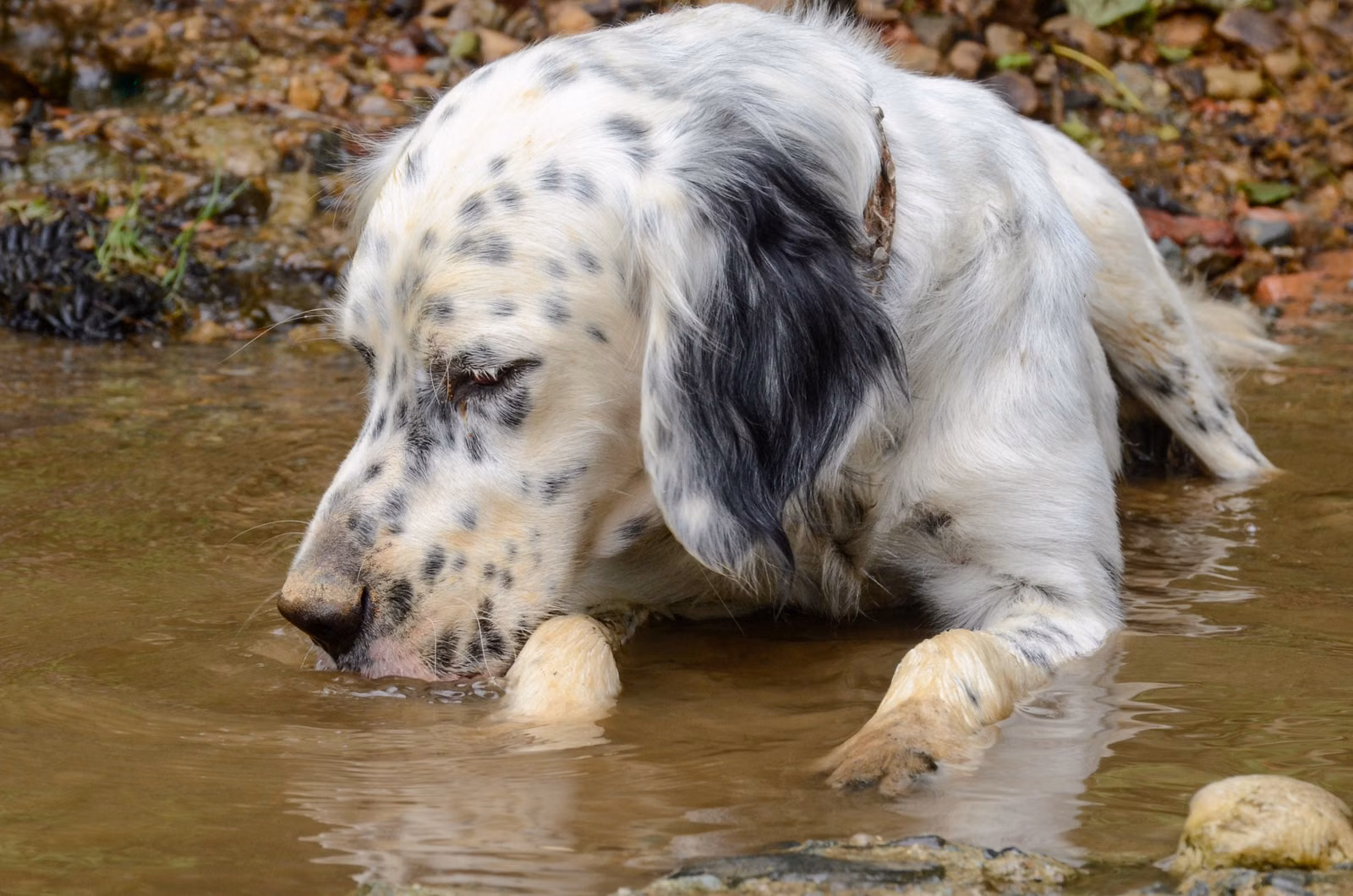 Gros plan d'un setter anglais qui boit l'eau d'un ruisseau entre des rochers