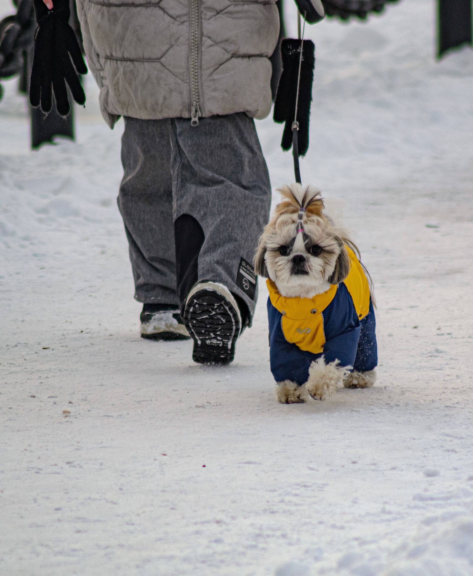 Petit chien en manteau bleu et jaune qui marche dans la neige à côté de son maître, dont on ne voit que les jambes
