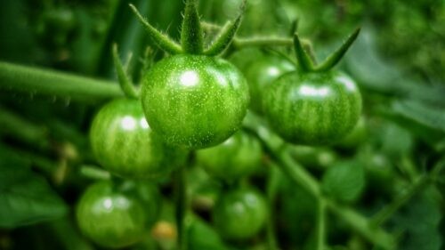 Tomates vertes sur leur plant : les parties vertes contiennent de la solanine, toxique pour le chien
