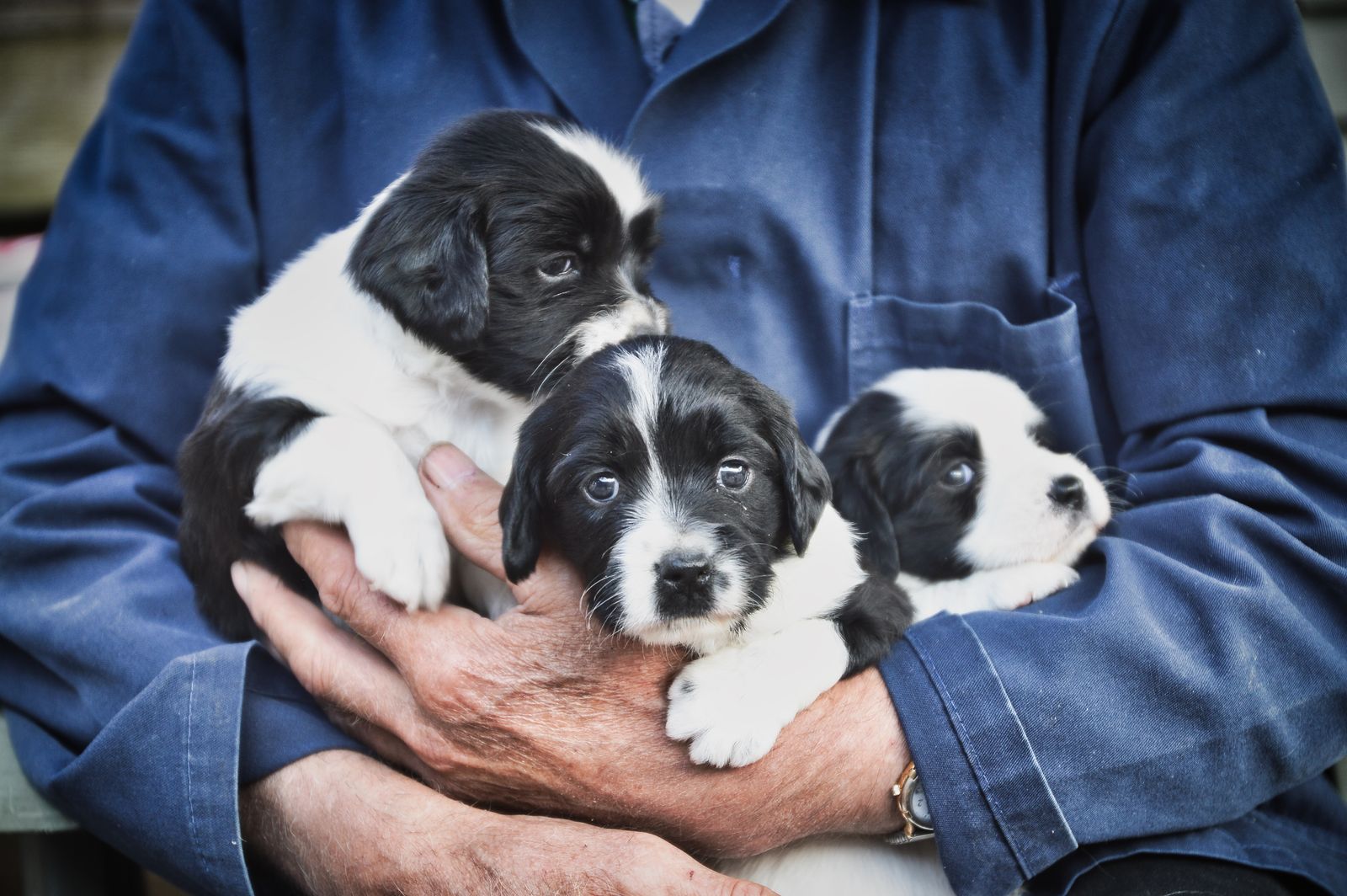 Trois petits chiots noir et blanc tenus contre le buste d'une personne en veste bleue, dont on ne voit pas le visage