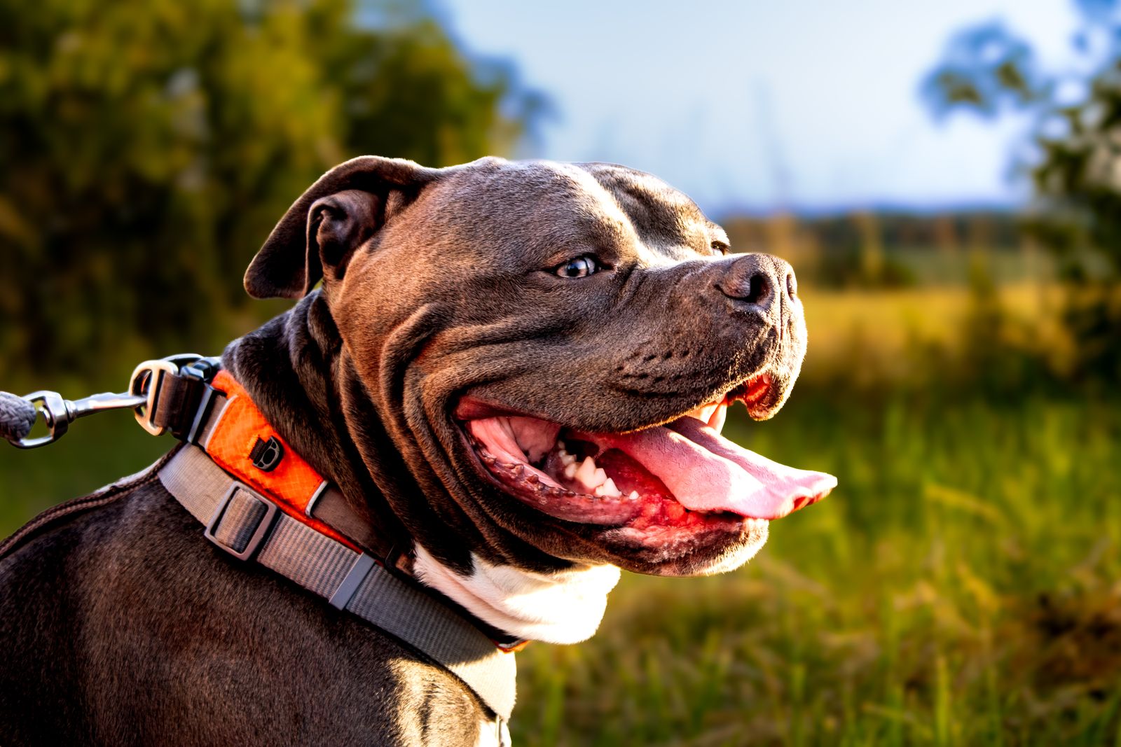 Gros plan sur la tête d'un American Bully brun foncé, la gueule ouverte et la langue rose sortie, avec un collier orange et gris et une laisse, devant un champ ensoleillé