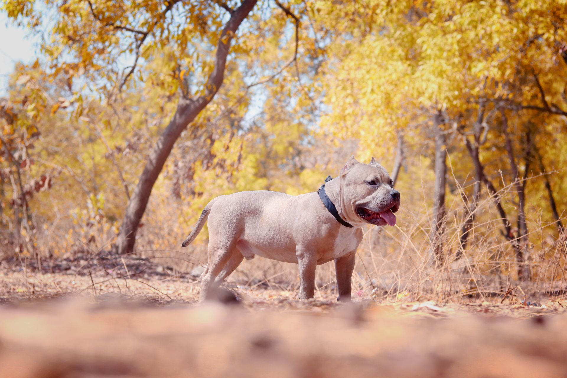 American Bully au poil ras et clair, debout de profil dans un sous-bois aux feuilles jaunes d'automne, un collier sombre au cou et la langue sortie