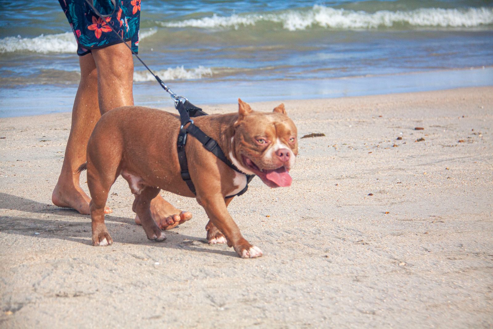 American Bully roux aux pattes blanches, en harnais noir et tenu en laisse, qui marche sur le sable au bord de l'eau à côté des jambes de son maître, la langue sortie