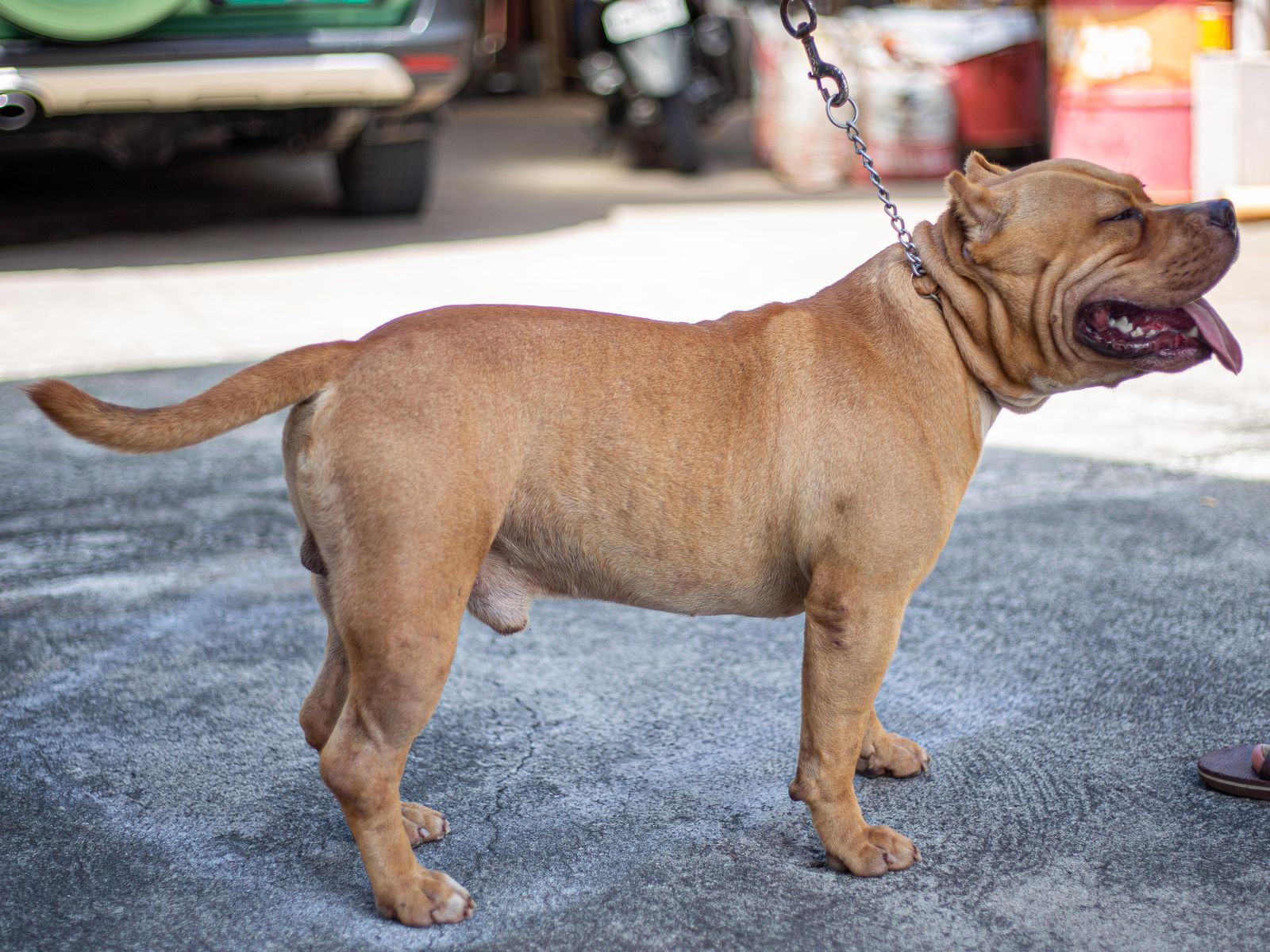American Bully au poil ras couleur fauve, vu de profil, debout sur un sol en béton gris, relié à une laisse à chaîne, la gueule ouverte et la langue sortie, une voiture floue à l'arrière-plan