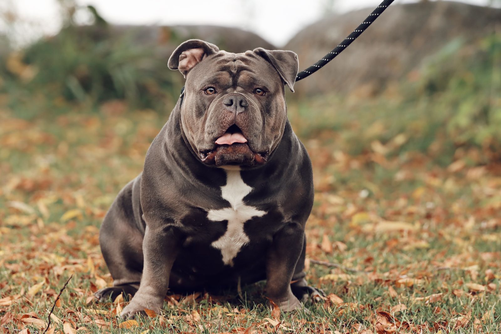 American Bully au poil ras gris-bleu et à la tache blanche sur le poitrail, assis de face dans les feuilles mortes, le museau large et plissé, tenu en laisse