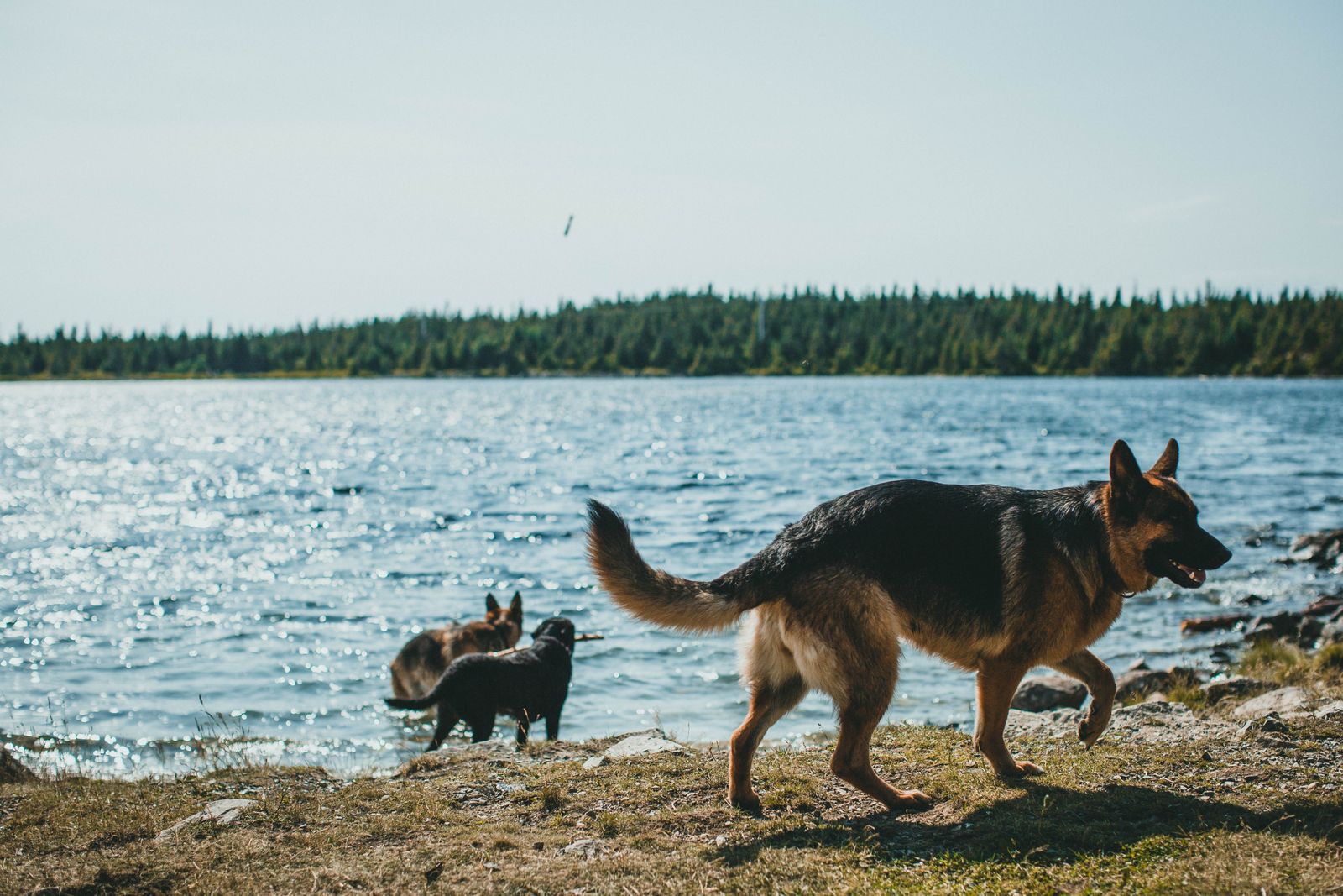 Berger allemand qui marche sur la rive d'un lac, avec deux autres chiens au bord de l'eau scintillante et une forêt en arrière-plan