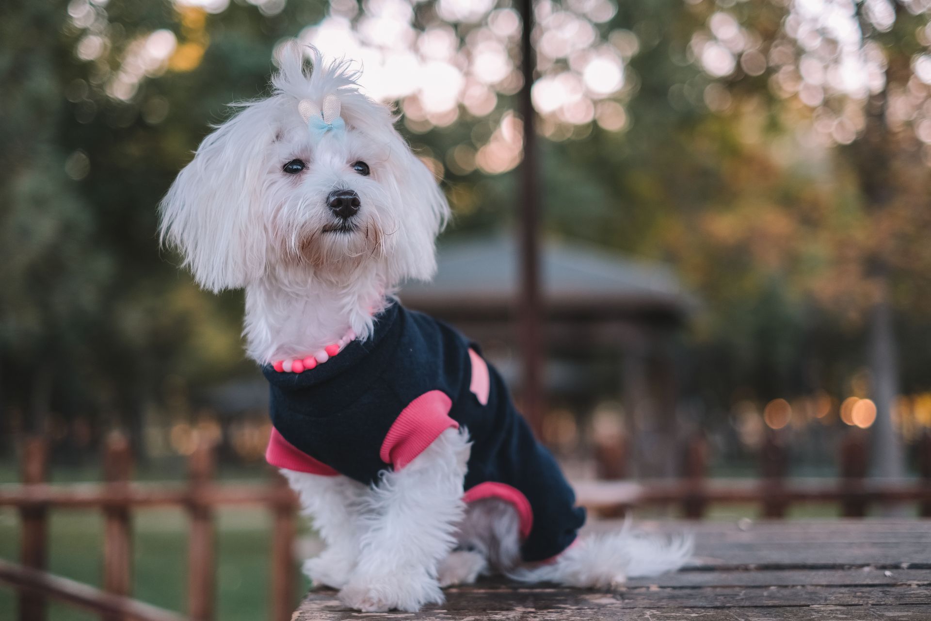 Bichon maltais blanc au poil long, la houppette retenue par un petit nœud au sommet de la tête, vêtu d'un petit manteau bleu marine à bords roses et d'un collier de perles roses, assis sur une table en bois dans un parc aux arbres flous
