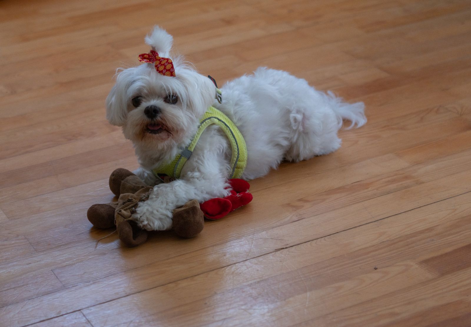 Bichon maltais blanc couché sur un parquet clair, le poil du dessus de la tête relevé en houppette et noué d'un petit nœud rouge, un harnais vert pomme sur le dos, les pattes posées sur une peluche brune