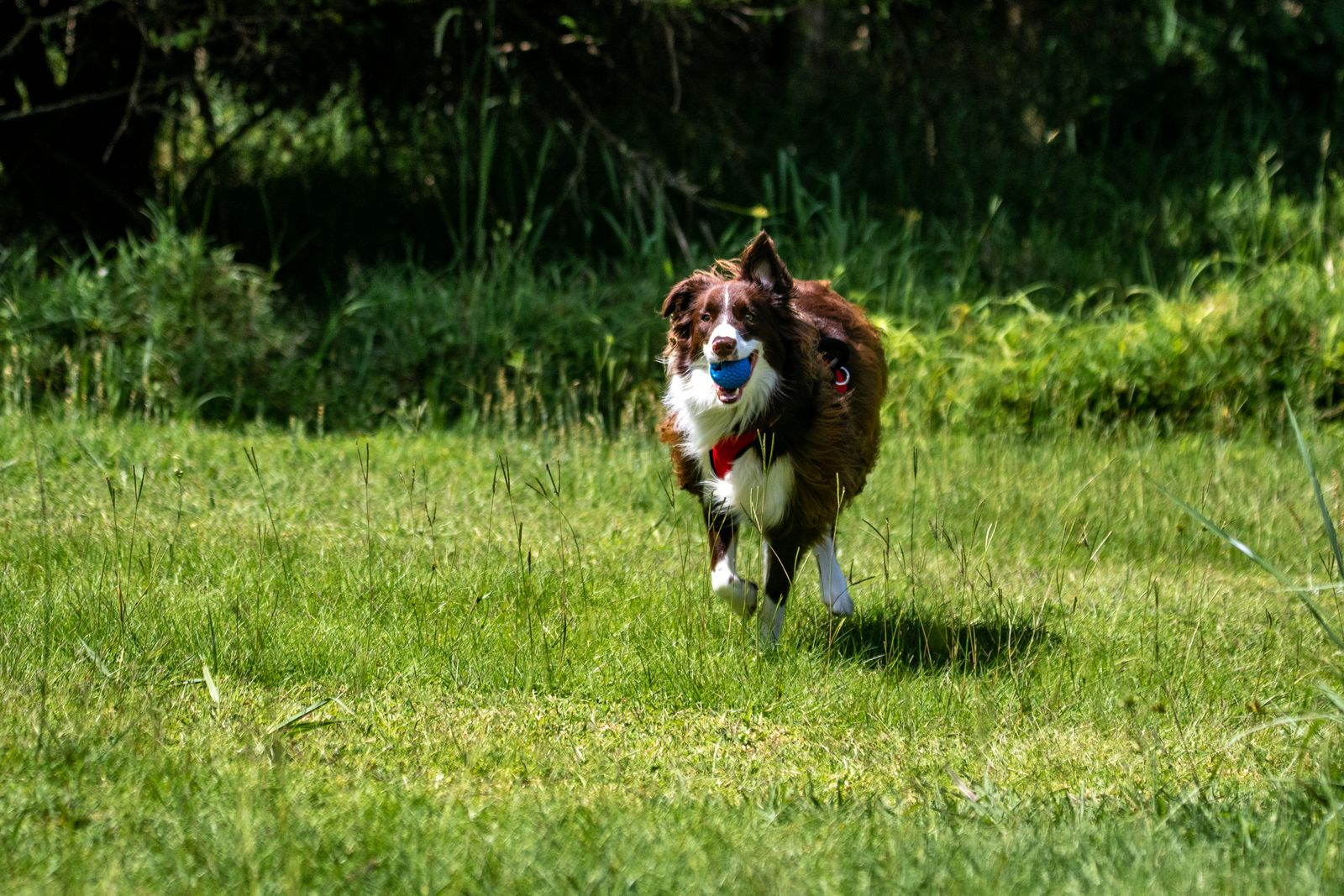 Border collie brun et blanc au collier rouge qui court vers l'objectif sur une pelouse ensoleillée, une balle bleue dans la gueule, devant des buissons verts