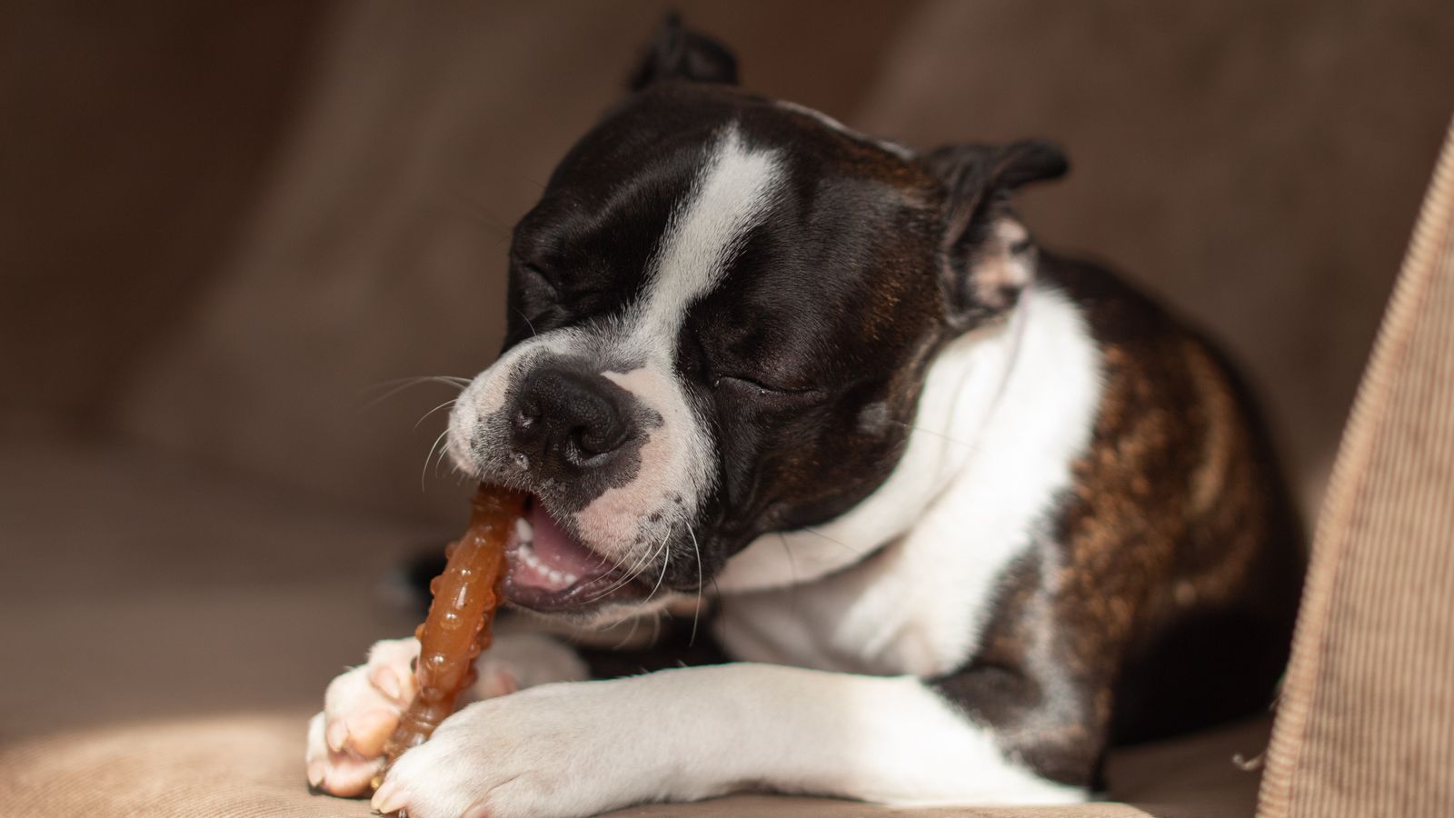 Boston terrier noir et blanc allongé sur un coussin brun, les yeux mi-clos, qui mâchouille l'extrémité d'un bâton brun tenu entre ses pattes avant
