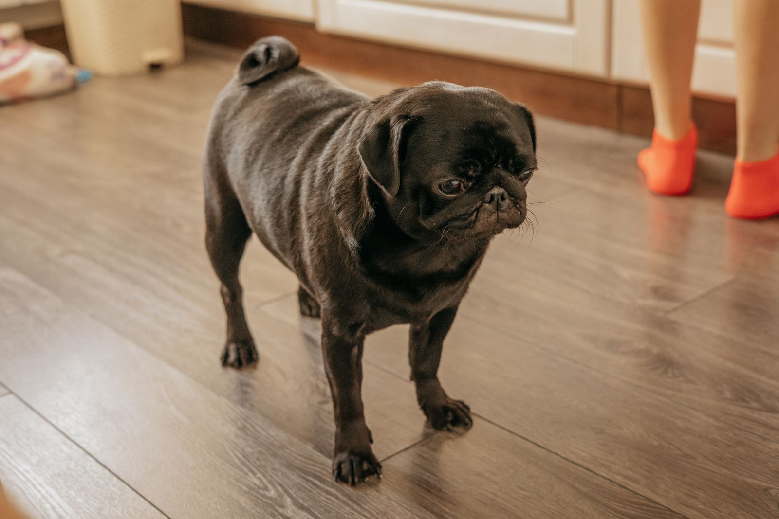 Chien à museau court, au poil sombre, debout sur le sol en lames de bois d'une cuisine, avec les jambes d'une personne en chaussettes orange à l'arrière-plan