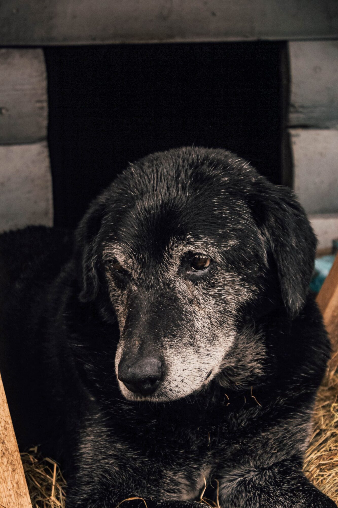 Chien noir au museau grisonnant, couché dans un abri en bois, le regard tourné vers le bas